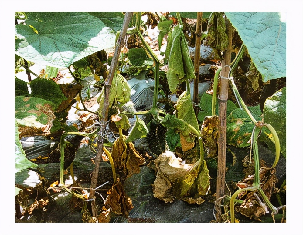 种植黄瓜，这样防治病害，产量比较高（黄瓜常见病害防治）