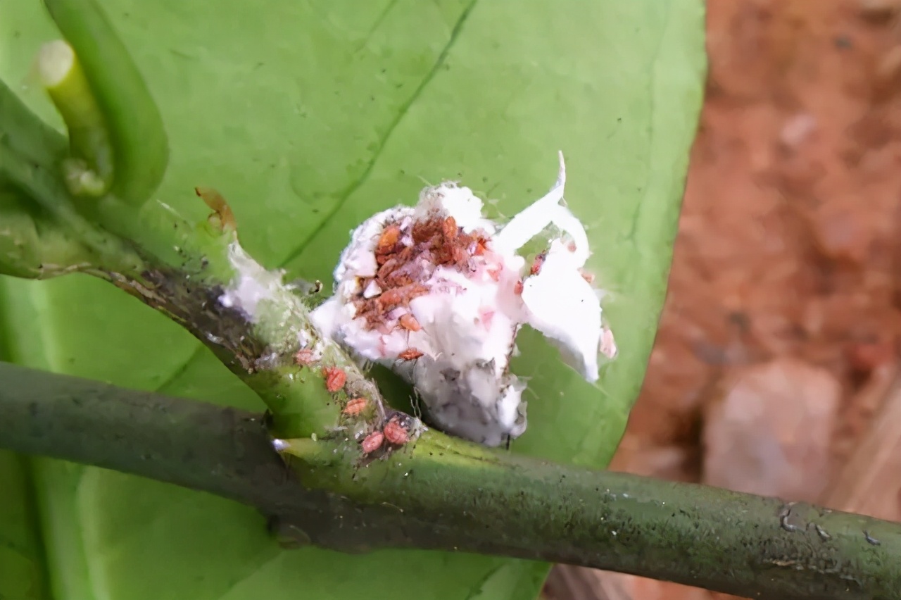 柑橘叶片上附着一些枣红色虫子？如何用药？