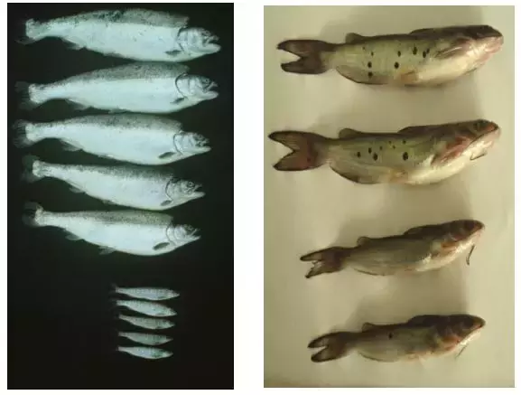 深度报告：蛋白质、渔业生物技术，对水产养殖有何影响？