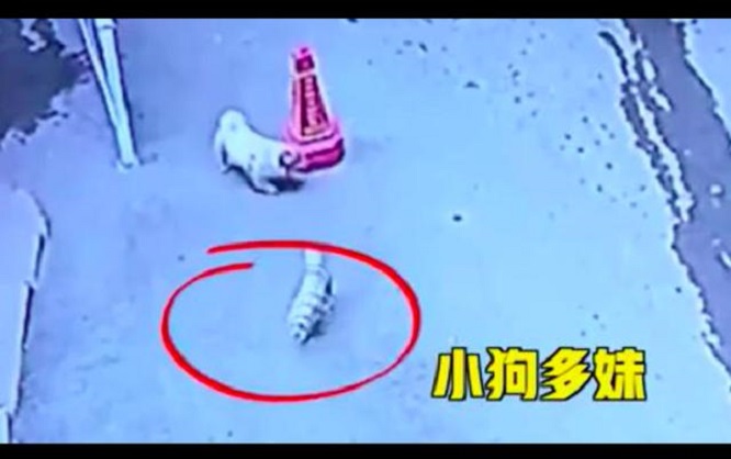 狗狗走丢4天自己回家，还带回一张字条，内容让人看哭