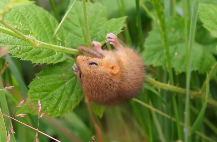 这小东西只有5年寿命，其中4年都在睡觉，睡觉时会把自己饿死