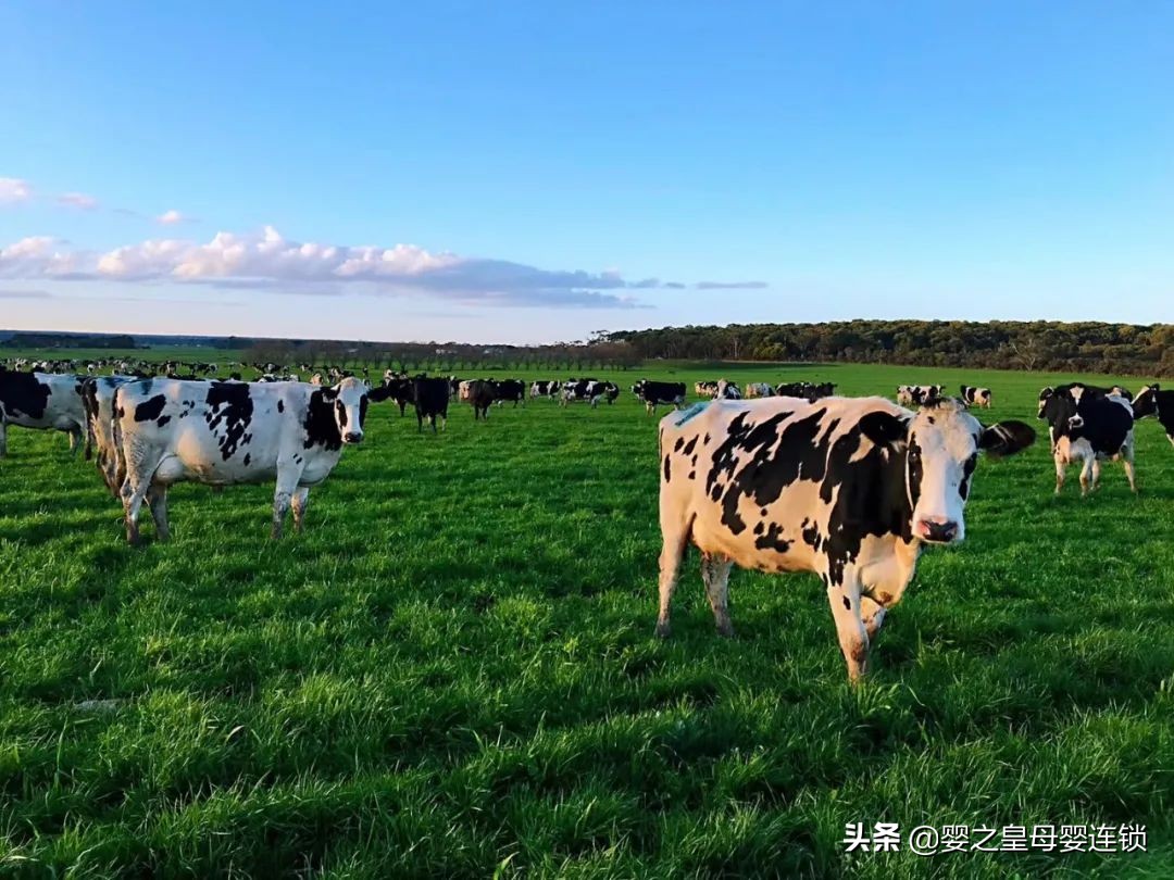 维持食欲、促进消化… 来康康B族维生素大家族