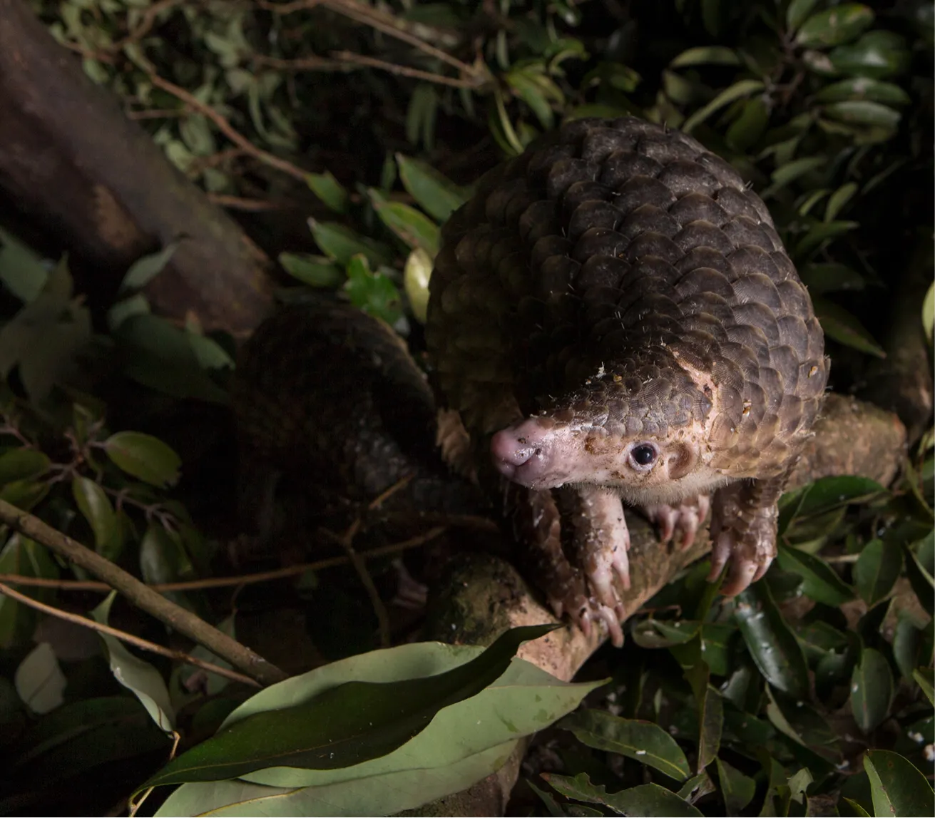 可能，我们永远都不知道，穿山甲到底说了什么了