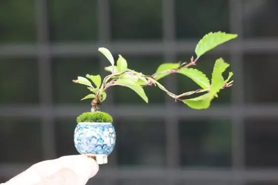 比指甲蓋還小的微型盆栽，養好了比蘭花還值錢