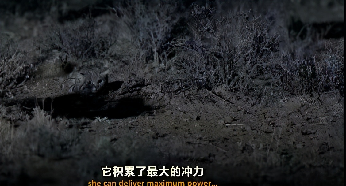 非洲最小的貓堪稱動物殺手，狩獵效率高達60%，血統成難言之隱