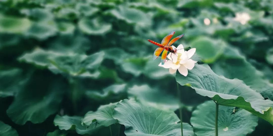 28首最美唐诗，带你领略古诗中的四季之美-第7张图片-非凡网