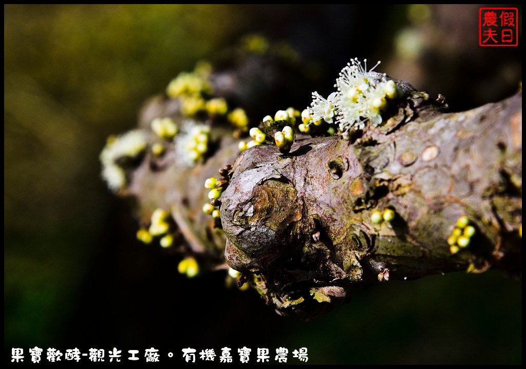 果宝欢酵观光工厂：用丰富体验呈现酵素背后的秘密