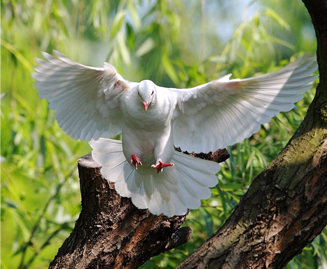 飞在古诗词里的鸽子，让你了解鸽子的历史-第12张图片-诗句网