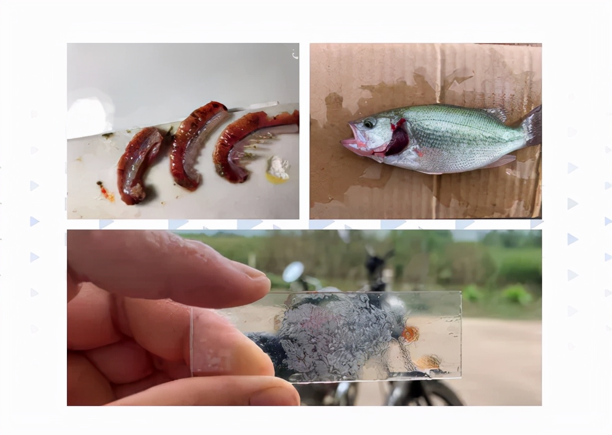 加州鲈 烂身病 的病因与处理 食肉鱼类养殖 西南渔业网 丰祥渔业网 永川水花网 水产养殖专业网站欢迎您的光临