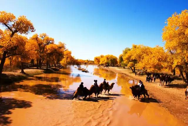 "I Love Populus euphratica"