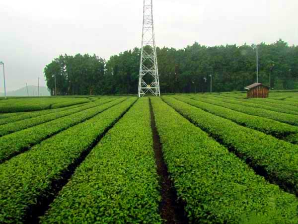 日本琦玉助威北京国安足球队亚冠赛（图）