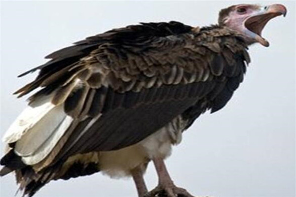 地球上10大猛禽，雕鸮攻击力超强，贼鸥号称空中强盗，你见过吗？