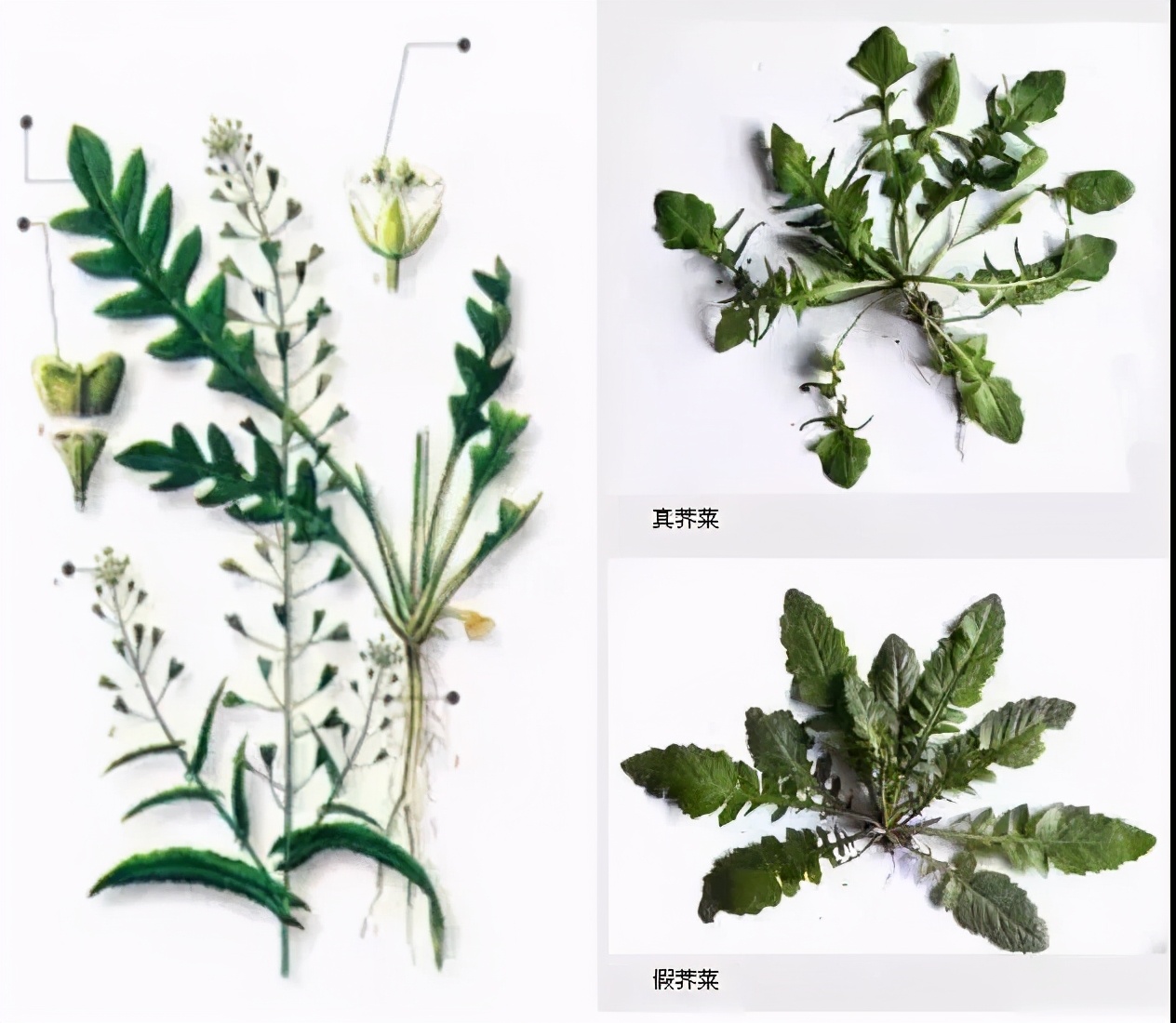 那些好吃又 有毒 的野菜 你都了解吗 资讯咖