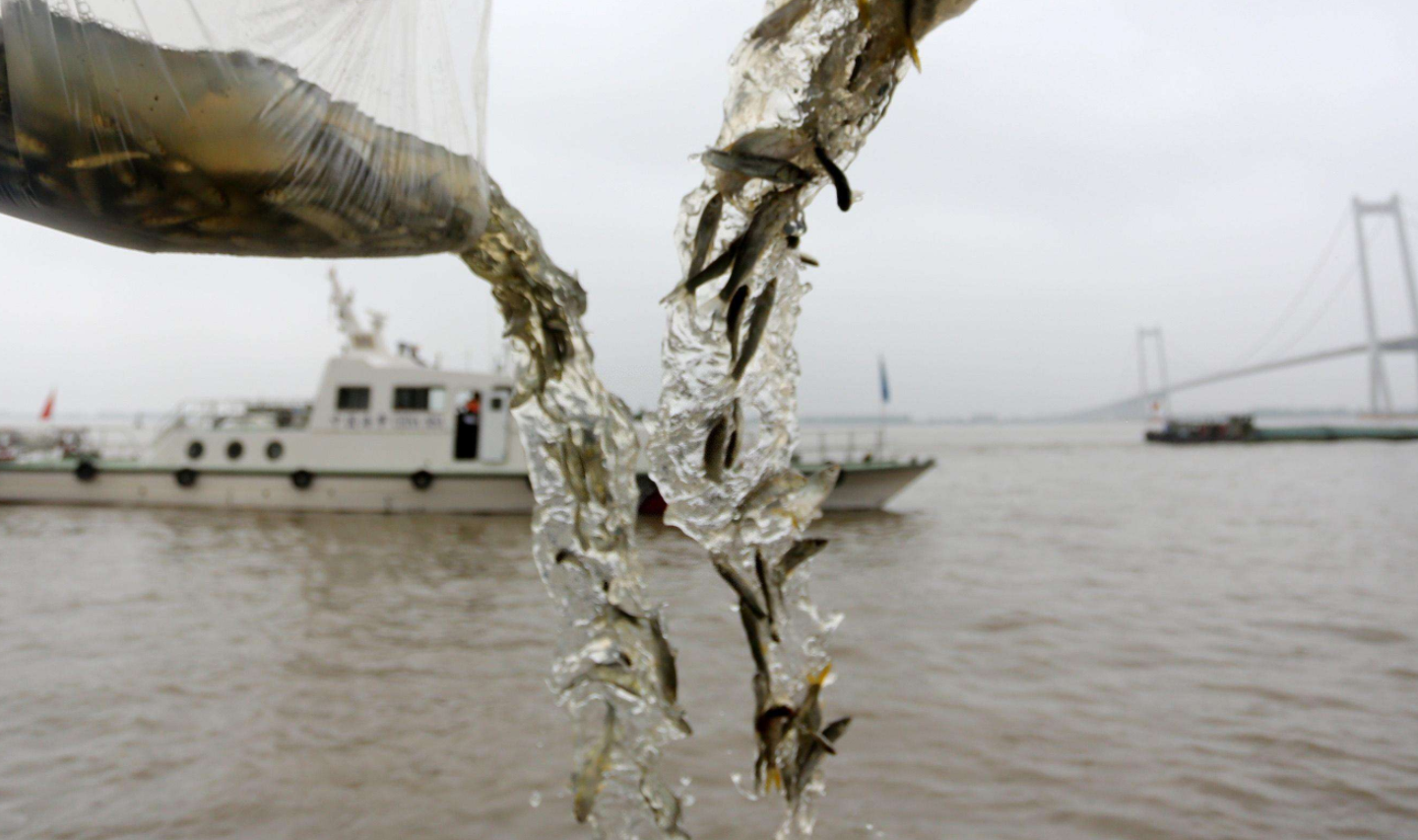 長江發現“神秘物種”鳤，本可長10餘公斤，為何如今很難見到？