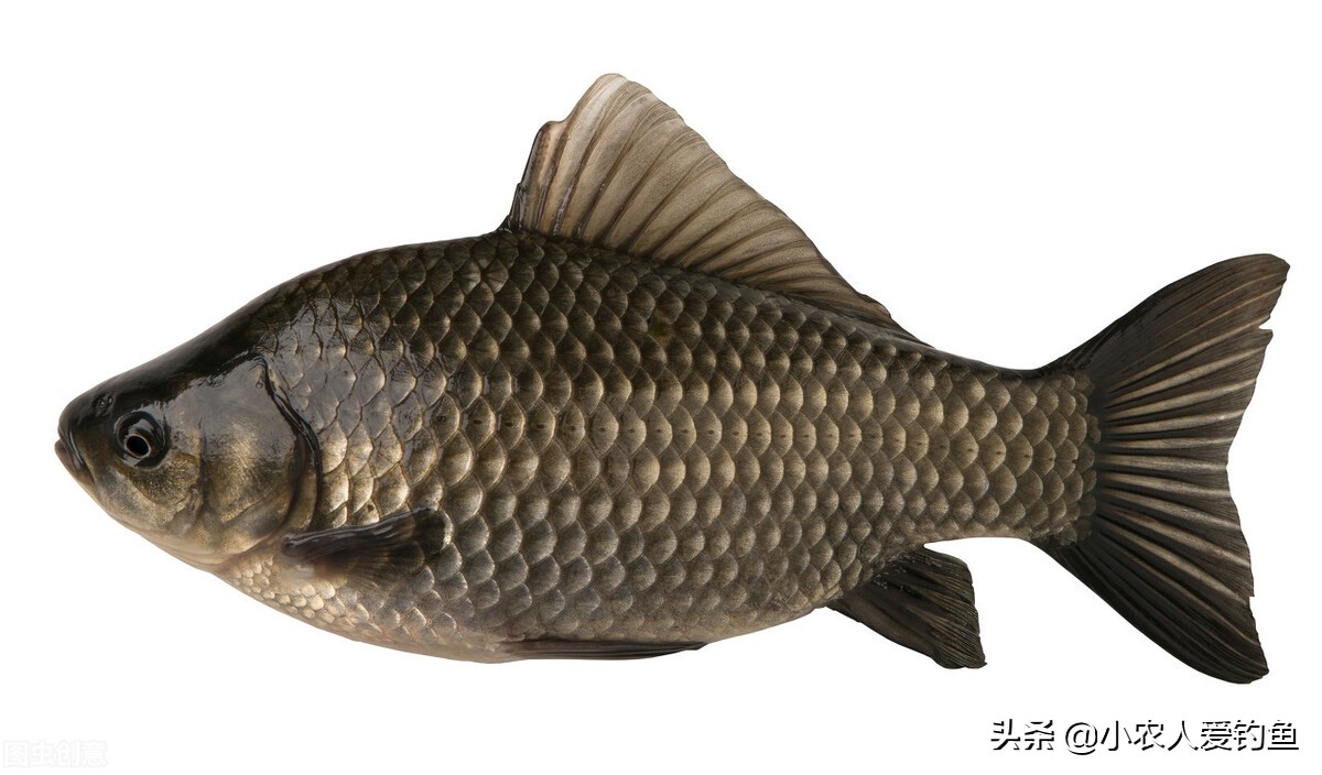 鯽魚的煩惱 用最快的繁殖速度成為大眾魚類 卻始終活在童年裏 小農人愛釣魚 Mdeditor