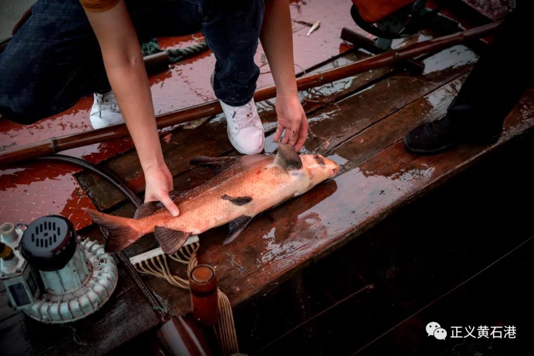 一条“胭脂鱼”引出的“捕、销、食”非法捕捞团伙