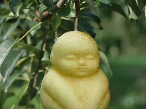 孙悟空为何要推倒人参果树？猴哥用火眼金睛，