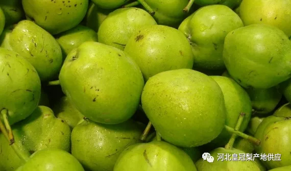 河北早熟梨陆续上市，收购价格未达到人们之前