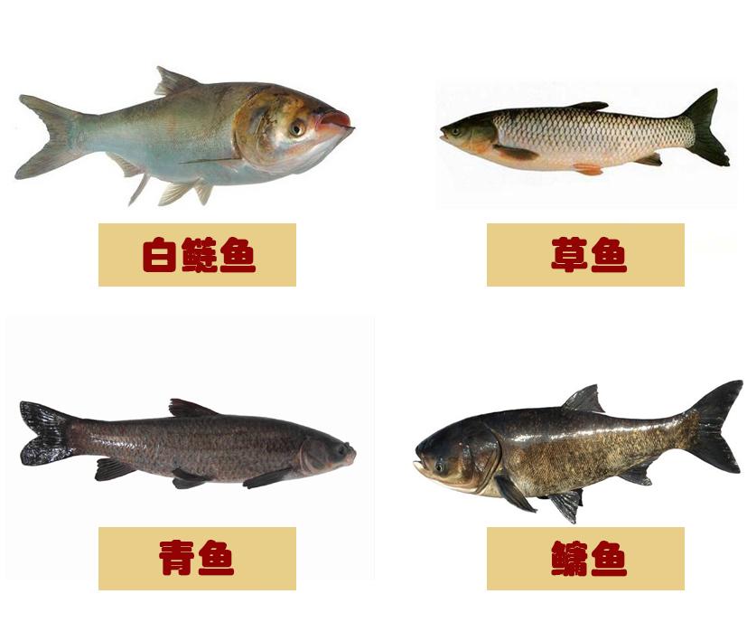 成双配对的四大家鱼 究竟是哪四种鱼 更清晰更简单的辨认方法