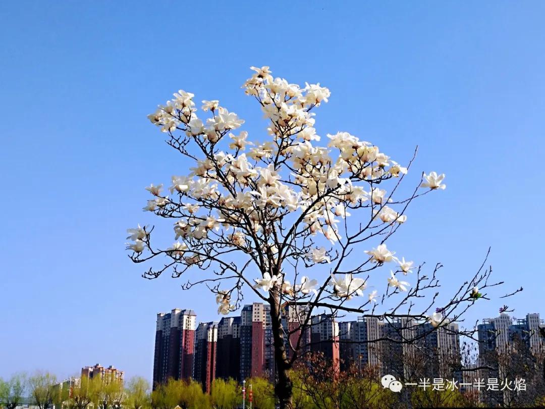 散文诗：春日宴（三章）-第2张图片-非凡网