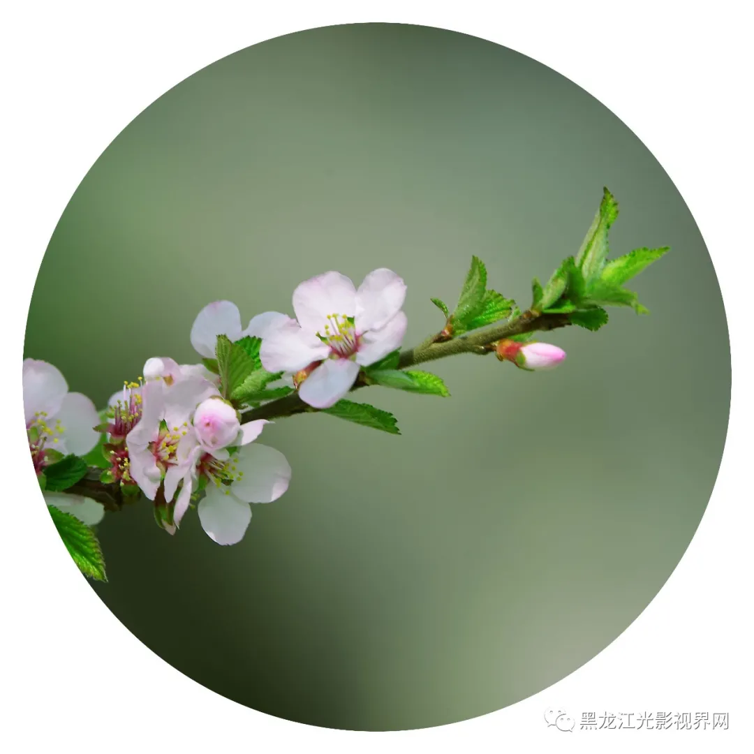 五月的鲜花再次“绽放”,你来了吗?