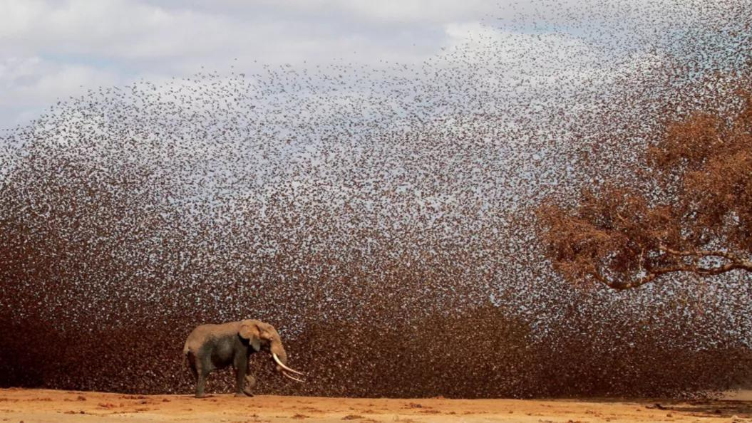 非洲麻雀氾濫，圍毆大象，引發糧食災荒，15億隻吃都吃不絕