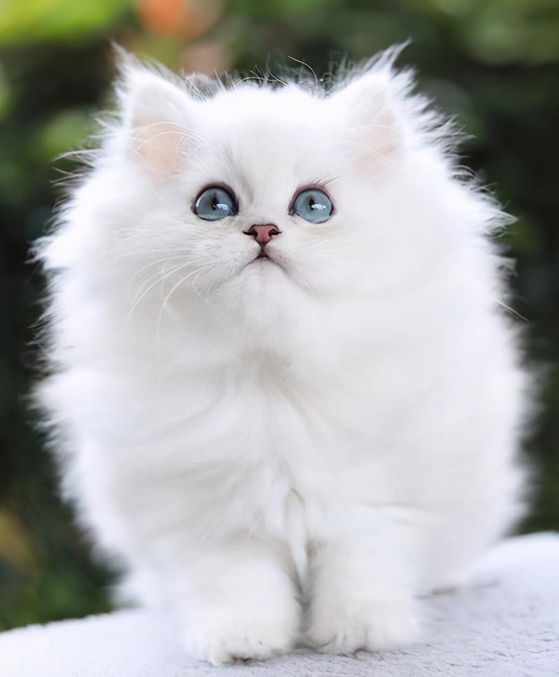谁才是猫界中的 小家碧玉 金吉拉还是布偶猫 Mp头条