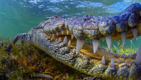 问世间谁的牙齿最牛逼？盘点动物界的那些奇异的牙齿