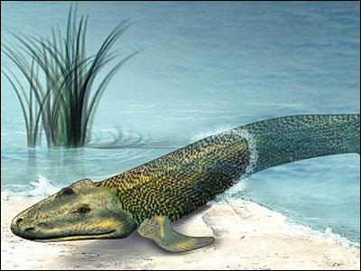科学家：人类是从鱼进化来的，有化石为证，鱼到人进化过程揭秘