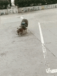 关于狗子的21个神奇冷知识，知道一半的都很了不起