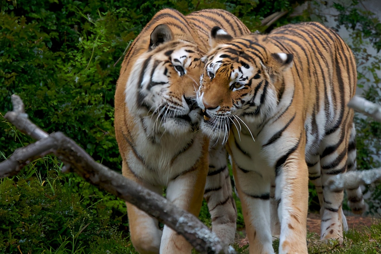 上百隻虎圍住村莊3天，將牲畜洗劫一空，百虎圍村的故事能信嗎？