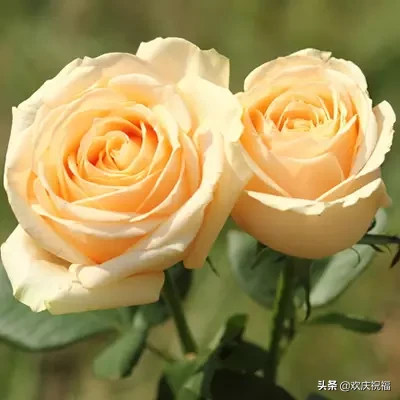 祝福语|正月初十一祝福语图片 一心一意的祝福送给你祝您一生幸福一世平安