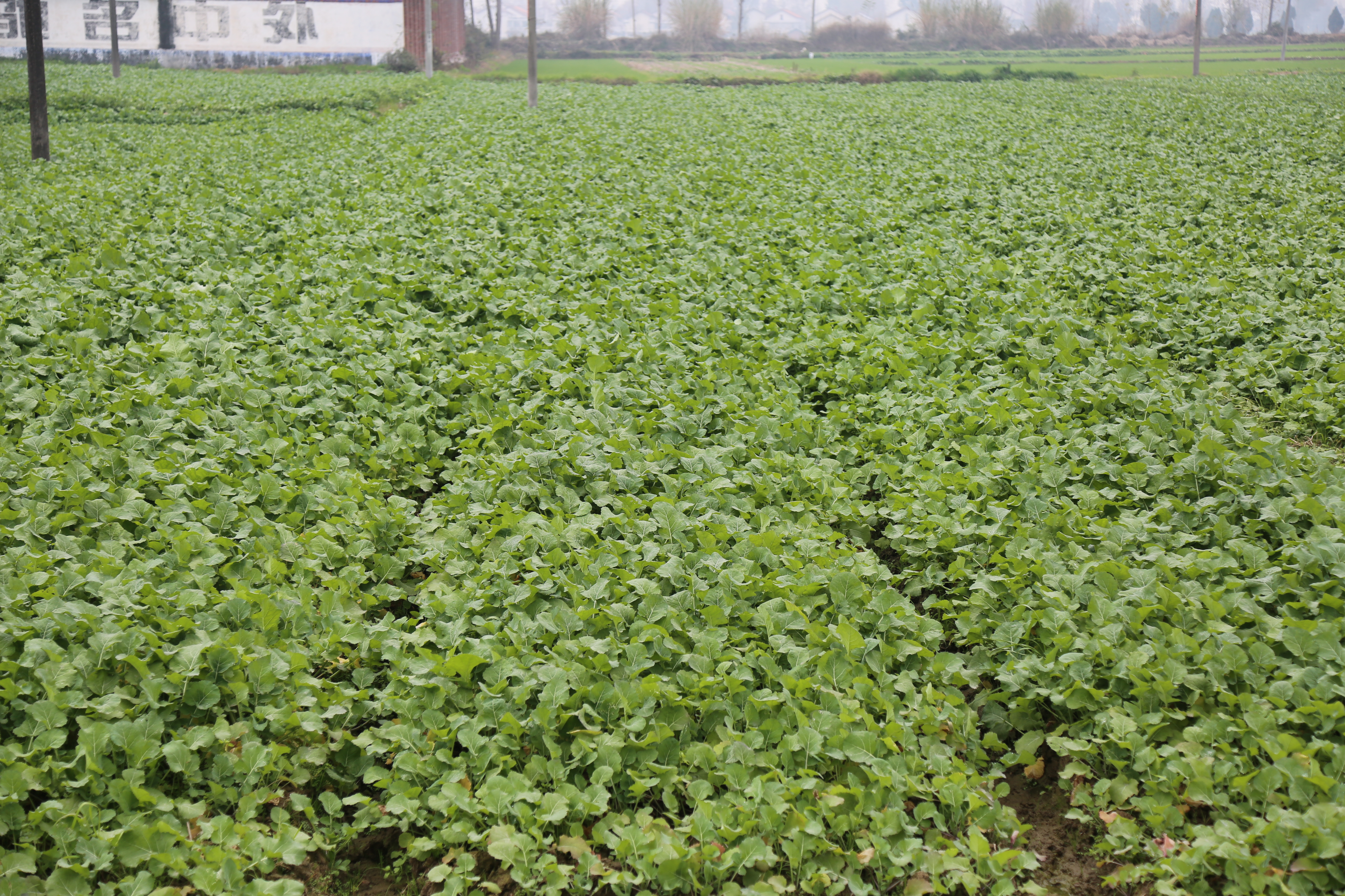 11個油菜新品種推介！產油量高！抗裂莢、抗倒伏，還能機械采收