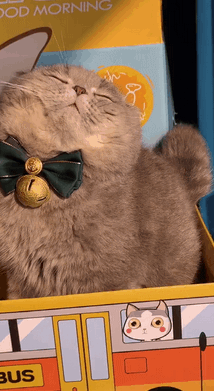 猫咪：抖音上你的身材和实际上你的身材，简直不能太现实