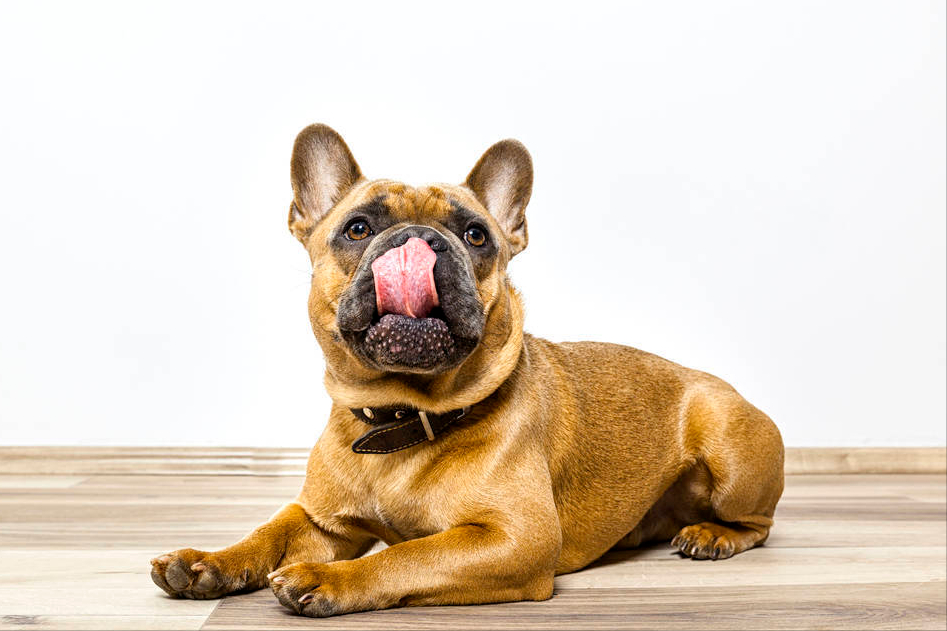 狗狗常见的8种肢体语言，铲屎官可以了解下它们在表达什么