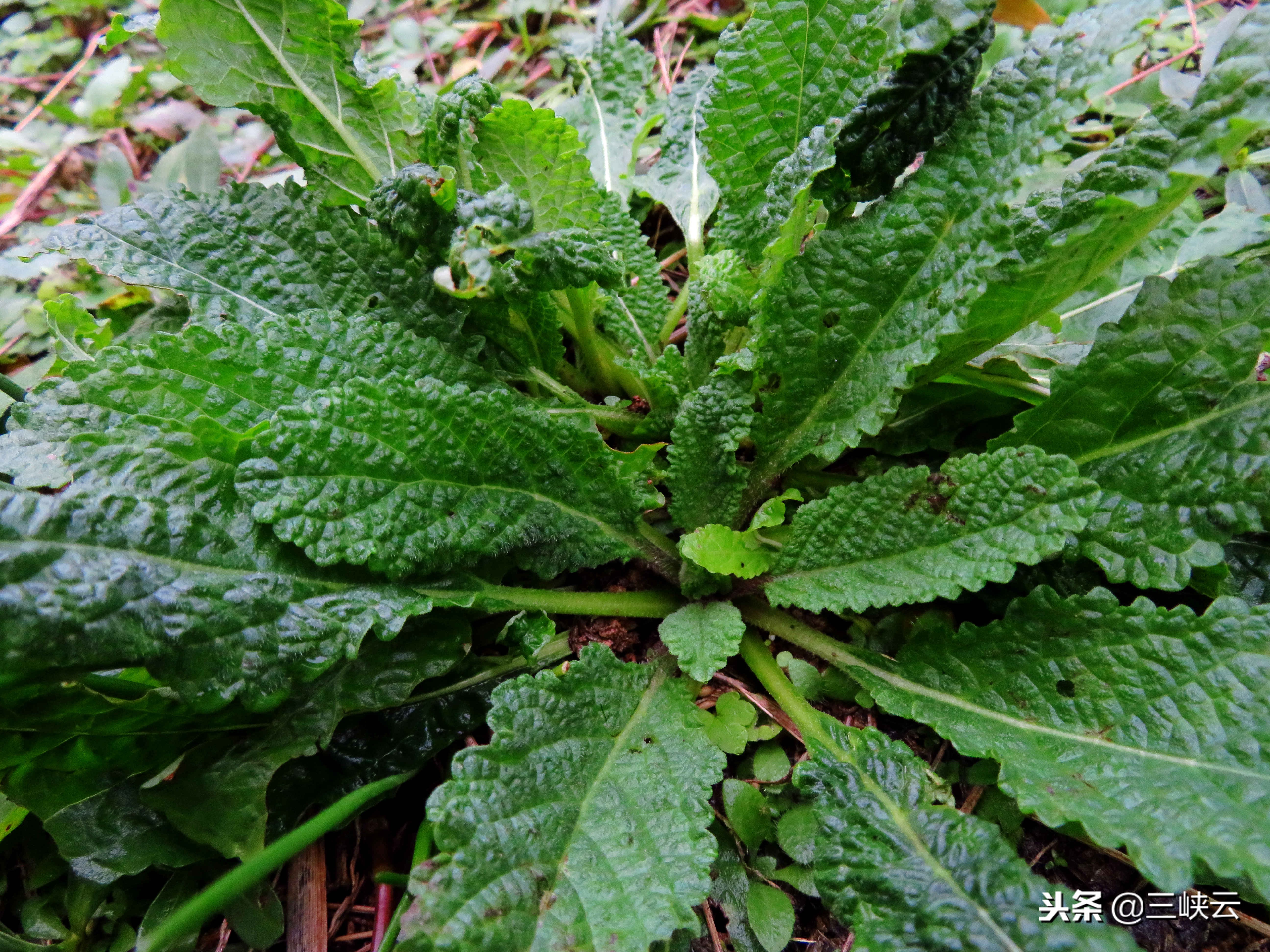 蛤蟆草泡水喝的功效与作用(癞蛤蟆草药用价值非常高,对咳嗽有特效,还
