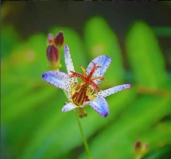 160種· 奇花異草,絕對有你沒見過的! 「下部分」