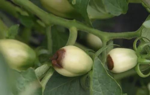 蔬菜生产常见问题及解决办法手册，看到就是赚