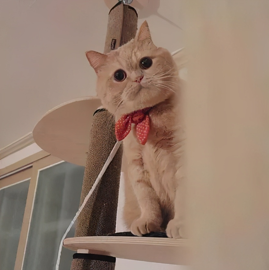 曼赤肯猫多少钱一只曼赤肯猫好养吗