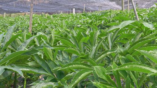 湖南苦山：魔芋种植 助推安化林下经济