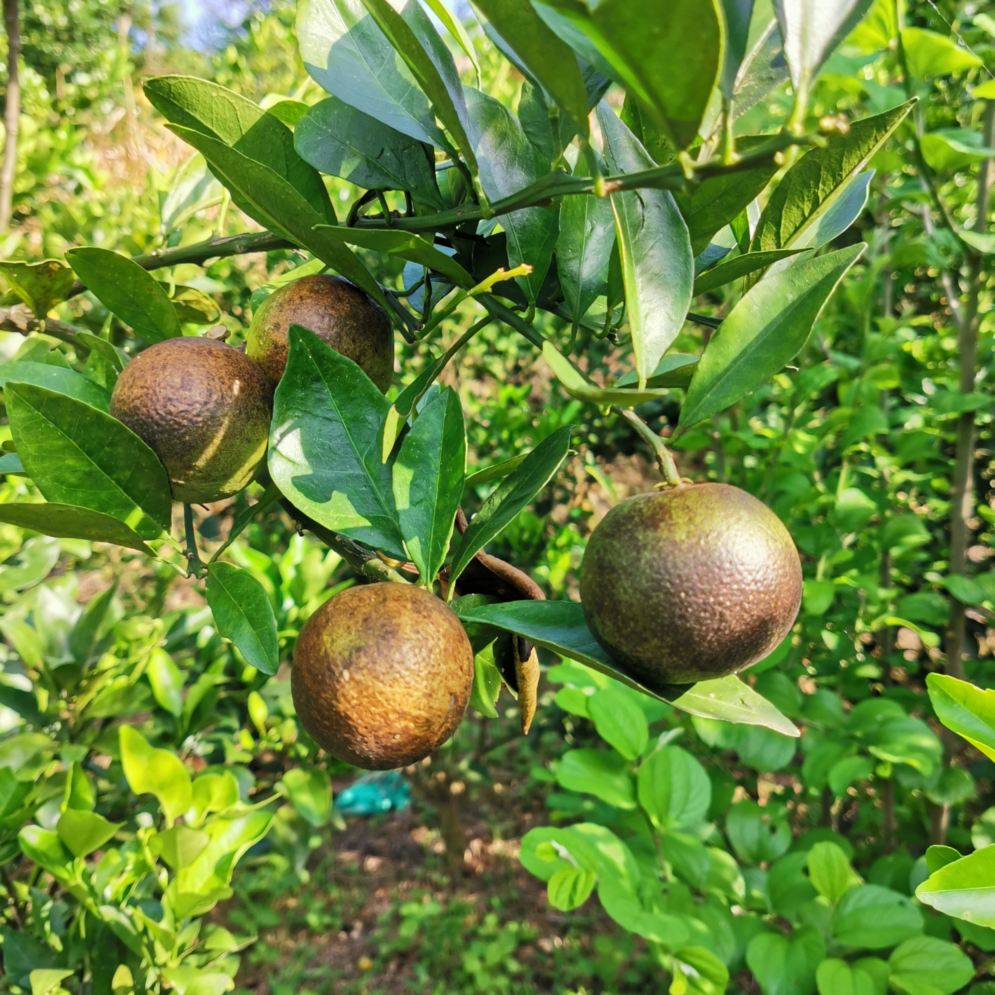 柑桔出现黑皮果现象既影响品质又减产怎么办防治方法在这里