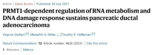 prmt1依赖的RNA代谢调节和DNA损伤反应维持胰腺导管腺癌