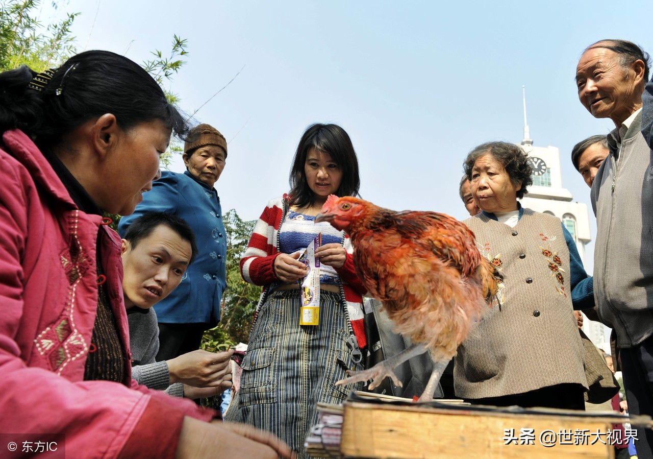 女子街头不知用什么招术，让一只公鸡抽卦，每次十元生意不断