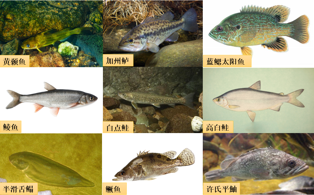 【水产养殖】鱼儿怎样才能长的快？6大因素揭秘鱼类的生长