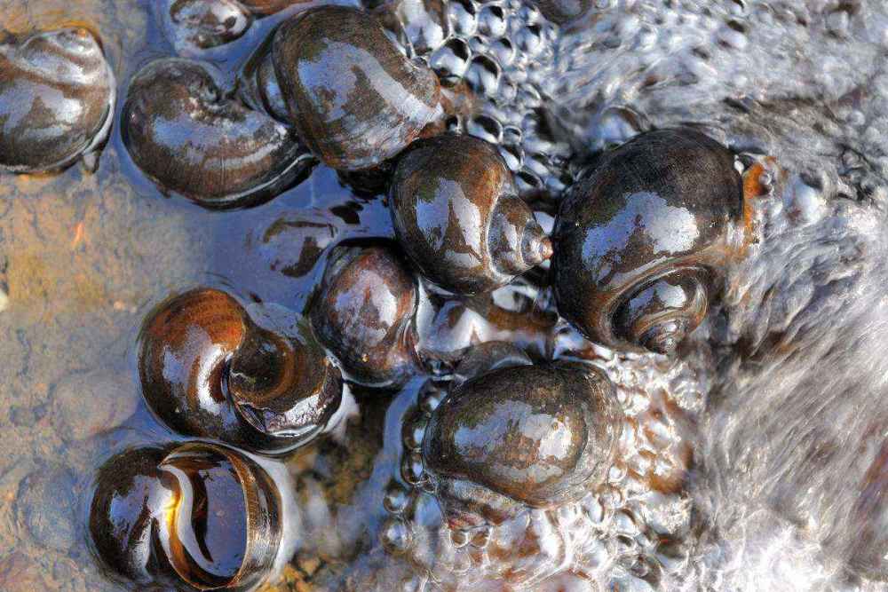 洱海的“失策”：福寿螺已呈现泛滥态势，为啥弄得一地鸡毛？