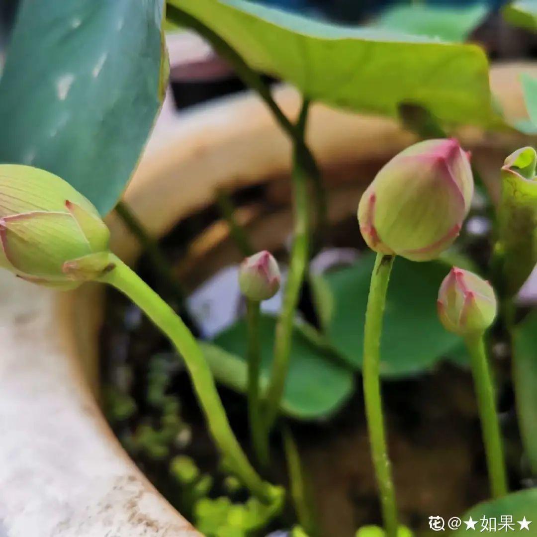 純水養花長不大，加點泥巴土，長滿新葉子