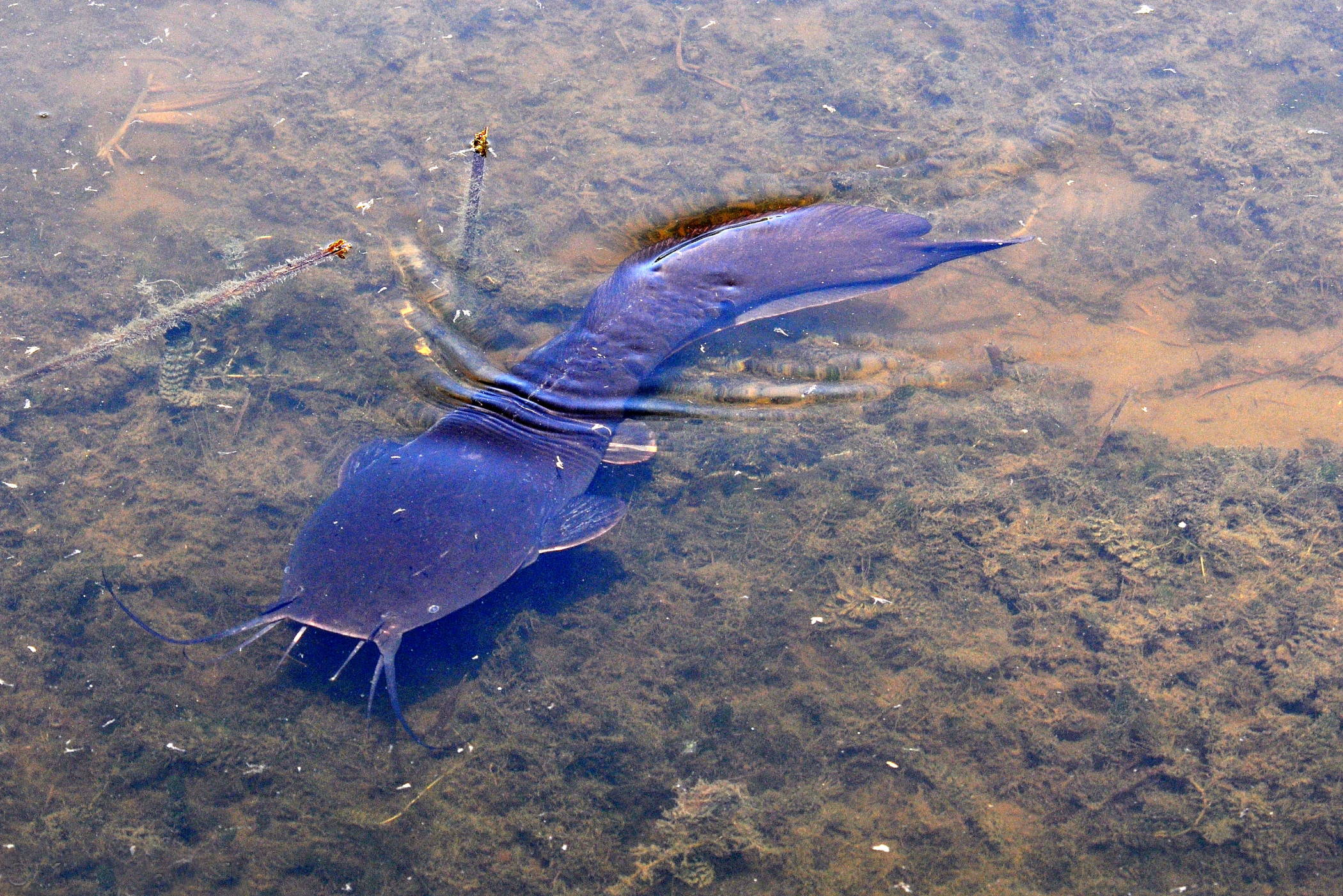 埃及塘鲺侵入观澜河,一年繁殖4次,"垃圾鱼"无人敢吃?