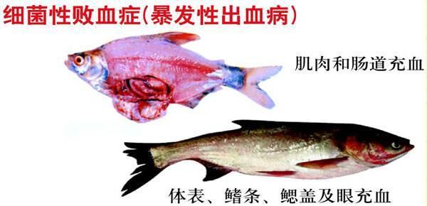 高温季节，鱼得了细菌性败血症大面积死亡怎么防治