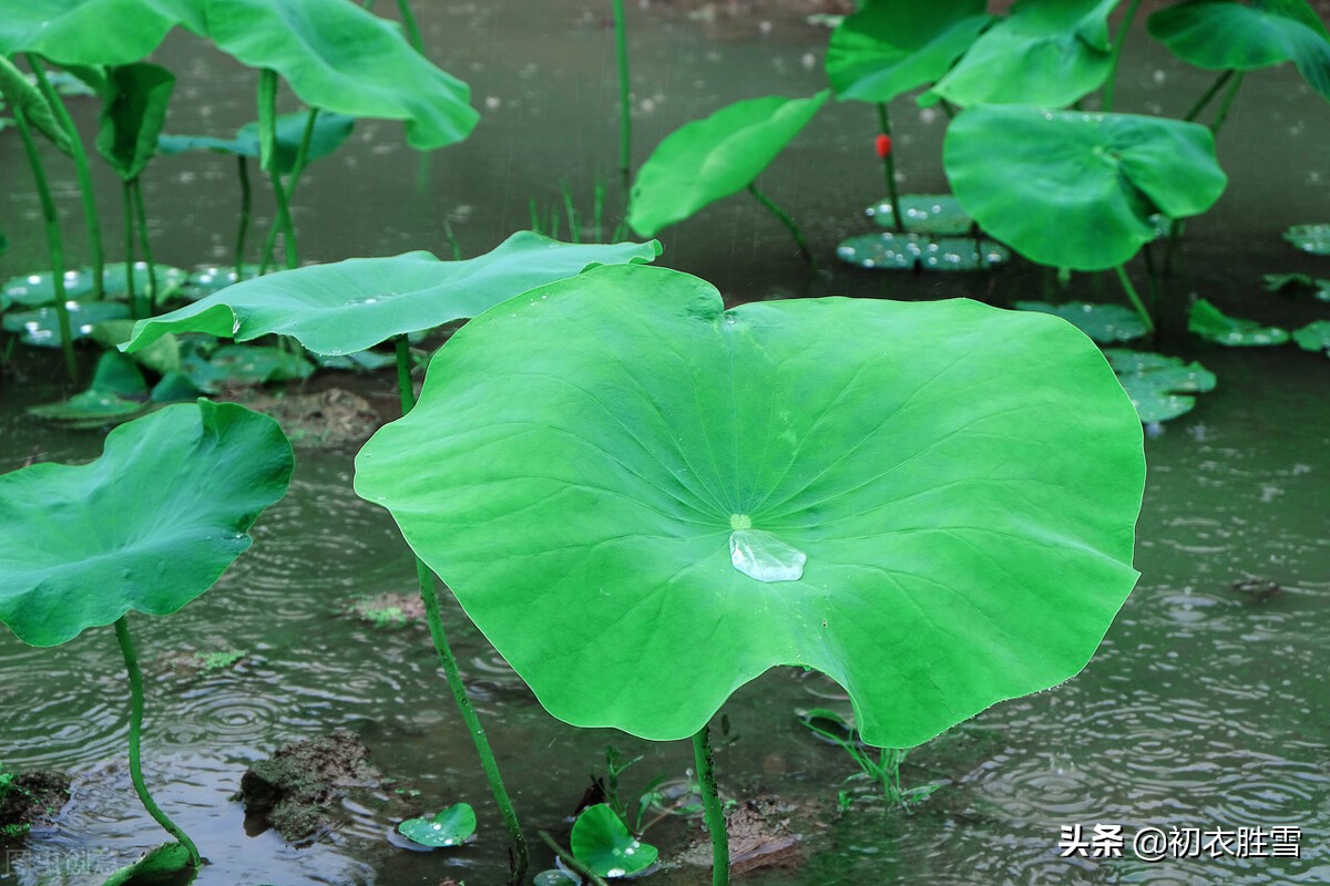 仲夏荷叶雨露七首：盈盈荷上露，满池荷叶捧真珠-第2张图片-诗句网