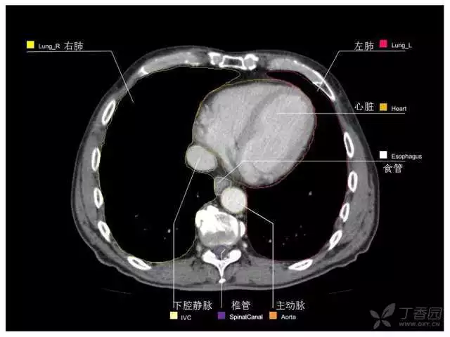 掌握这篇解剖，晋级腹部CT影像诊断高手（精细版）